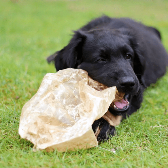 masticación y snacks naturales para perros