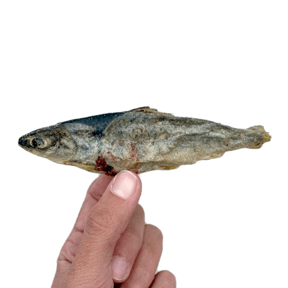 salmon liofilizado perro masticación masticables snack naturales